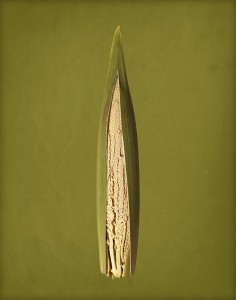 Coconut Bud